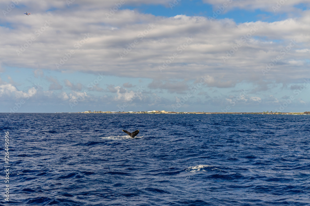 humpback whales swimming and jumping in the pacific on big island in hawaii humpback whales swimming and jumping in the pacific on big island in hawaii