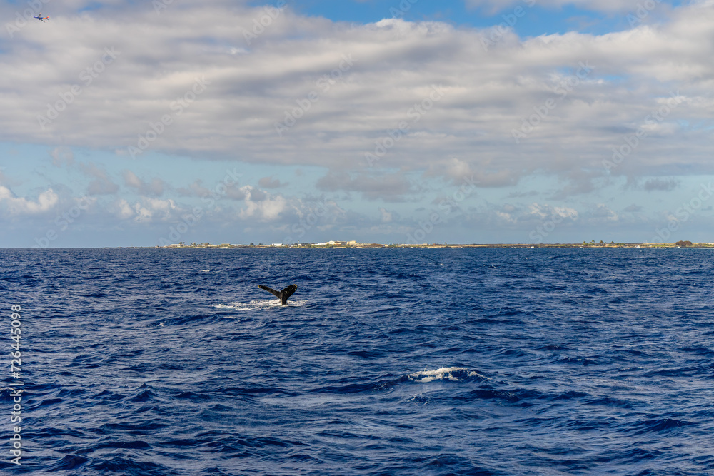 humpback whales swimming and jumping in the pacific on big island in hawaii humpback whales swimming and jumping in the pacific on big island in hawaii