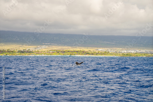 humpback whales swimming and jumping in the pacific on big island in hawaii