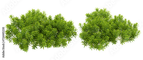 green grass isolated on white background photo