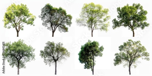 A picture depicting a group of trees at different stages of growth. This image can be used to represent the cycle of life or the concept of growth and development.