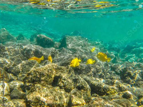 coral reef with yellow fish and coral on big island in hawaii
