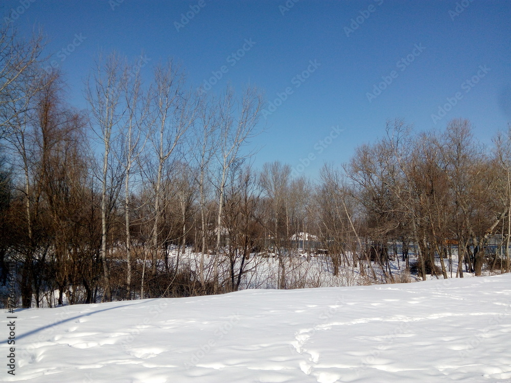 snow covered trees. winter landscape with trees snow covered trees. winter landscape with trees