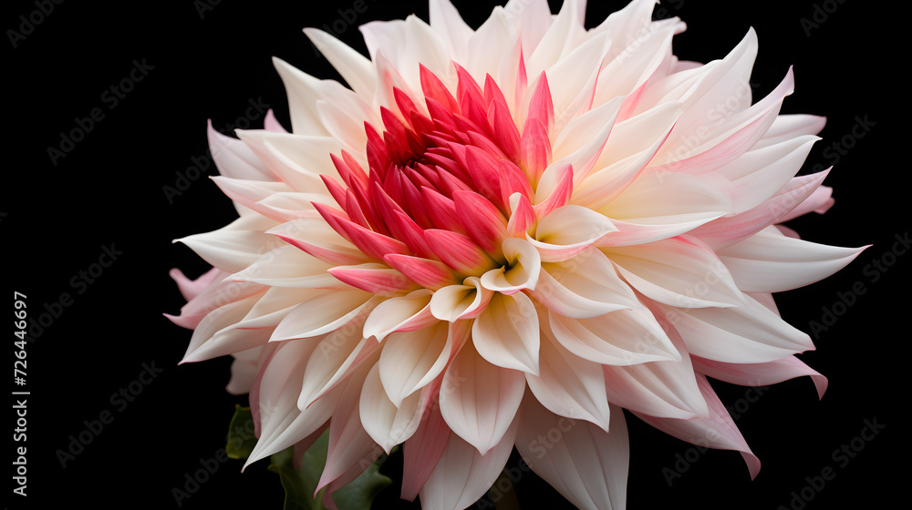 pink dahlia isolated on black,,
pink dahlia flower isolated