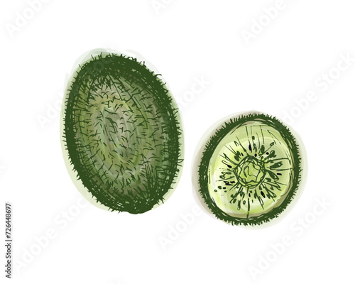 Fresh whole kiwi fruit and round piece of juicy kiwi. Color sketch illustration, vector watercolor isolated on white background. Delicious healthy product.