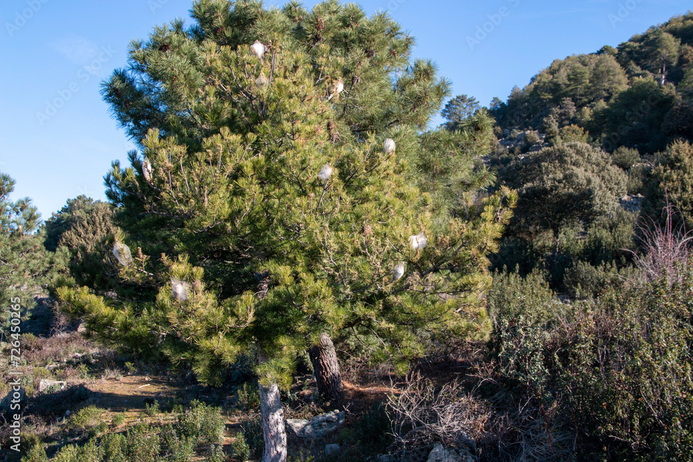 Fototapeta premium Nests of processionary caterpillars on pine trees in winter that, due to the high temperatures, the worms themselves can be seen.