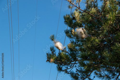 Nests of processionary caterpillars on pine trees in winter that, due to the high temperatures, the worms themselves can be seen. photo