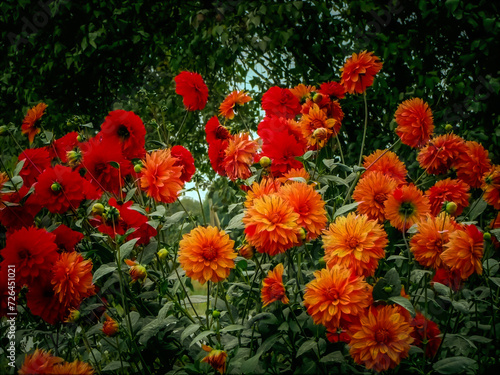 Fototapeta Naklejka Na Ścianę i Meble -  - 4a. autumn flowers two-color dahlia - orange and red