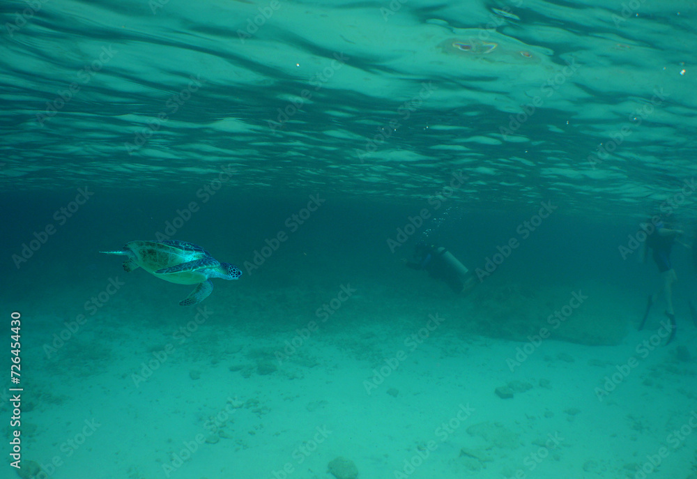 Obraz premium a sea turtle swimming on a reef on the island of Bonaire