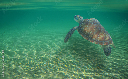 a sea turtle swimming beneath the wakes of a wave