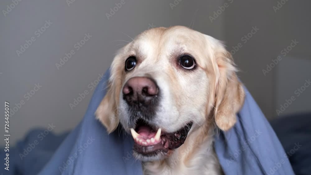 Cute dog lying on a bed in a sleeping room. A golden retriever lies ...