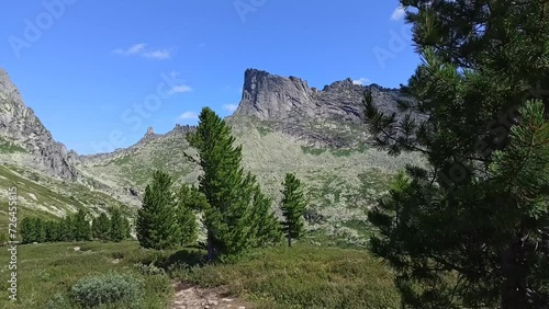 Swaying in the wind of dense branches of tall pine trees against the backdrop of a high rock on a sunny summer day. Natural park Ergaki, Krasnoyarsk region, Siberia, Russia.