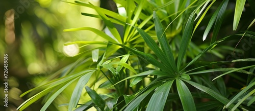 Tropical climate fosters lush growth of the bassia scoparia plant. photo