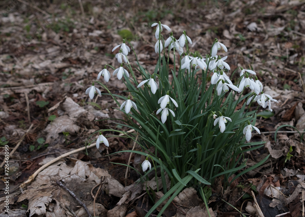 Early English Snowdrops in the churchyard of Wellford Park in Berkshire Early English Snowdrops in the churchyard of Wellford Park in Berkshire