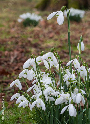 Early English Snowdrops in the churchyard of Wellford Park in Berkshire © Peter Greenway