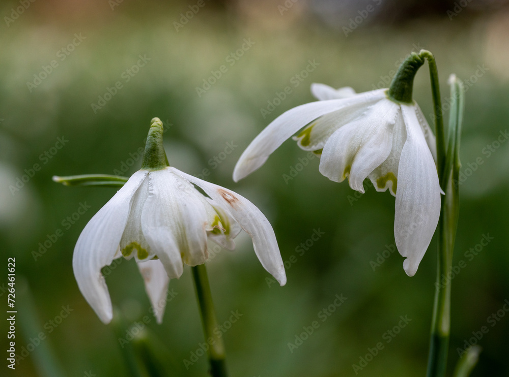 Roadside English Spring Snowdrops Roadside English Spring Snowdrops