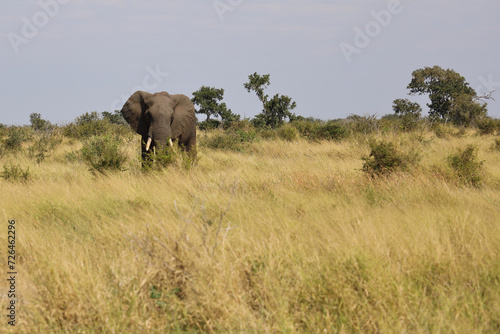 Afrikanischer Elefant / African elephant / Loxodonta africana