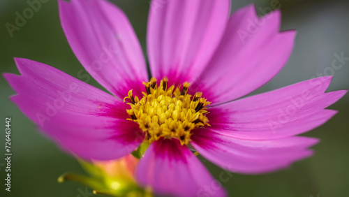 The pink cosmos  cosmos caudatus  blooms in the blurred green garden.Inspirational Motivational quote- Start your Tuesday morning light with pink flowers.Natural flower background. Close up.