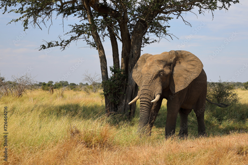 Afrikanischer Elefant / African elephant / Loxodonta africana Afrikanischer Elefant / African elephant / Loxodonta africana