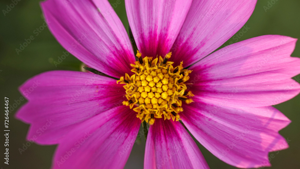 The pink cosmos (cosmos caudatus) blooms in the blurred green garden.Inspirational Motivational quote- Start your Tuesday morning light with pink flowers.Natural flower background. Close up. The pink cosmos (cosmos caudatus) blooms in the blurred green garden.Inspirational Motivational quote- Start your Tuesday morning light with pink flowers.Natural flower background. Close up.