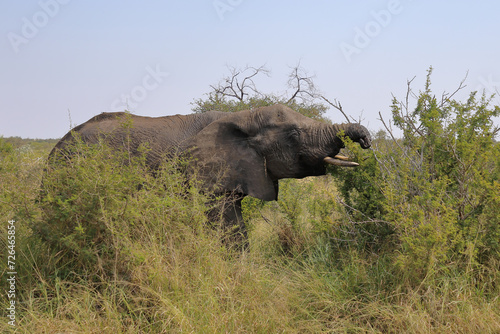 Afrikanischer Elefant   African elephant   Loxodonta africana