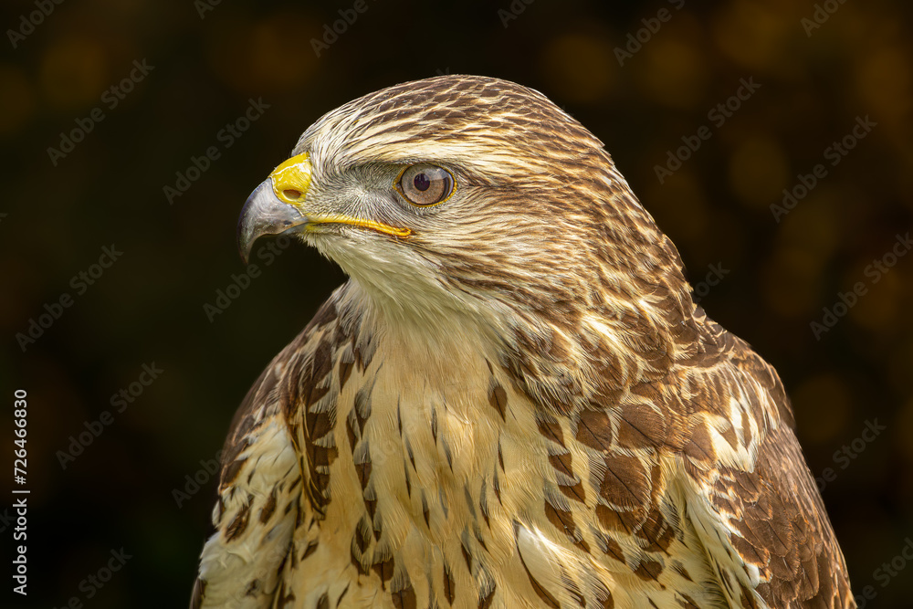 European Buzzard European Buzzard