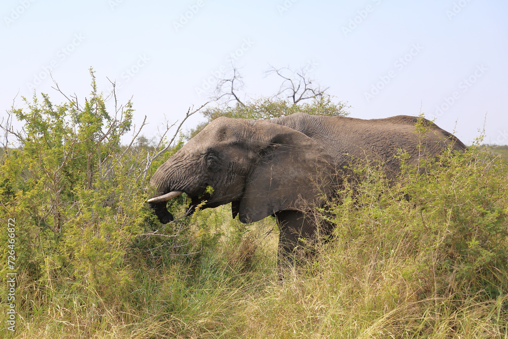 Obraz premium Afrikanischer Elefant mit verletztem Rüssel / African elephant with an injured trunk / Loxodonta africana..