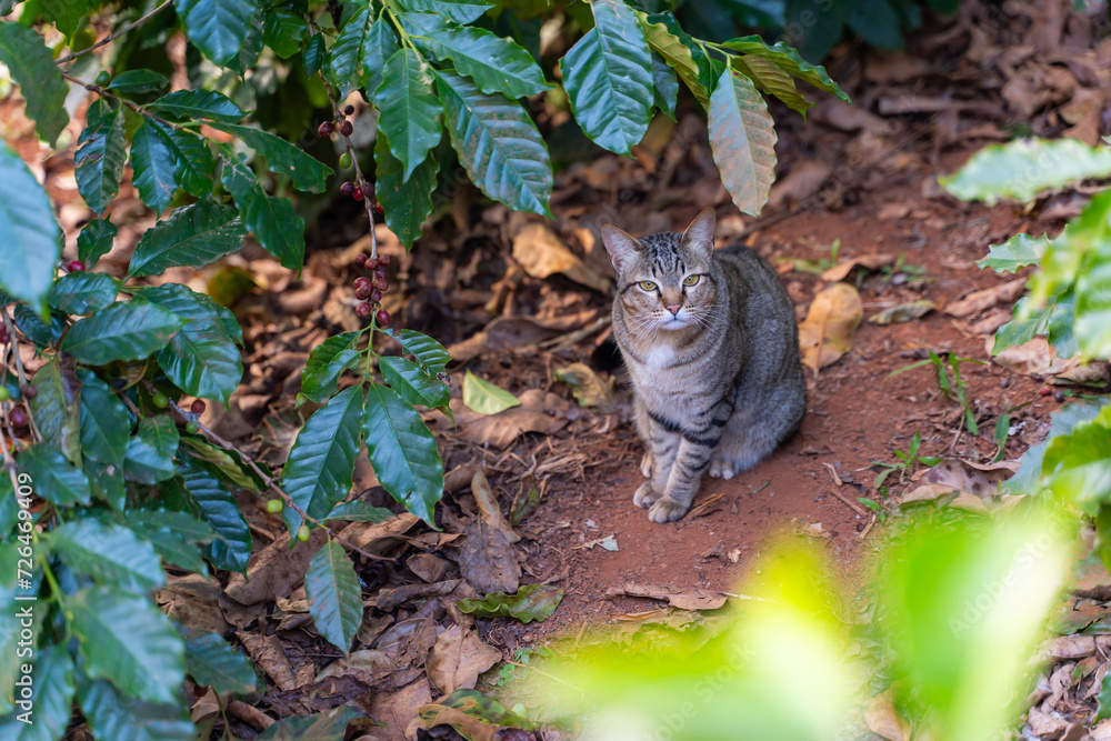 big cat in coffee garden