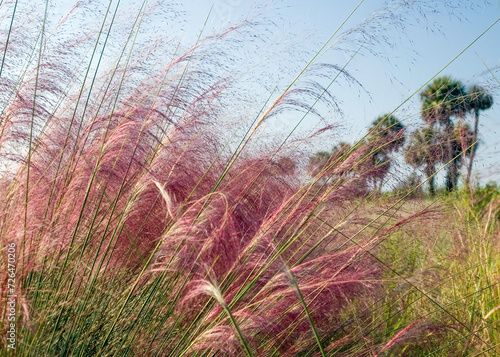 Native muhly grass at its peak bloom. Delicate silky plumes form a pink haze in the foreground, with a group of cabbage palms in the background.  photo