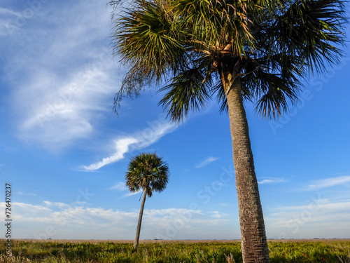 A tropical landscape of two native cabbage palm trees in an otherwise treeless Florida prairie against a beautiful blue sky. Photographed in Kissimmee Prairie Preserve, Okeechobee, FL.  photo