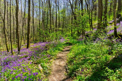 Fototapeta Naklejka Na Ścianę i Meble -  A profuse colony of Purple phacelia, Phacelia bipinnatifida, blankets a woodland slope on both sides of the trail in the Cumberland Mountains in Tennessee. Photographed in the Spring.  