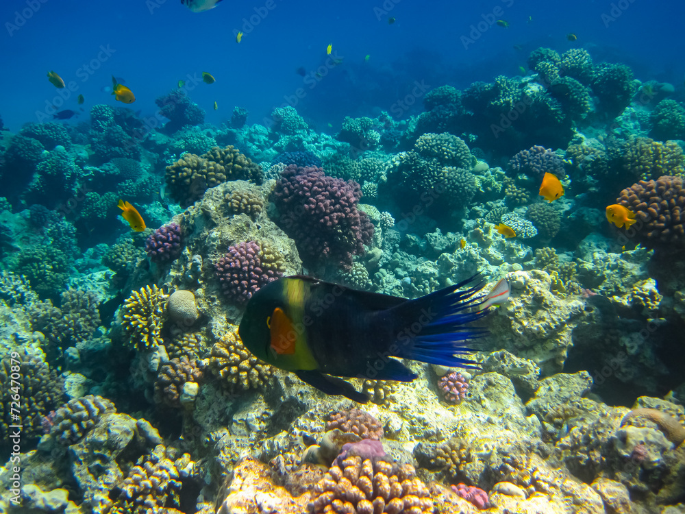 Naklejka premium Beautiful fish in the coral reef of the Red Sea