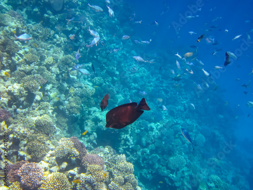 Beautiful fish in the coral reef of the Red Sea