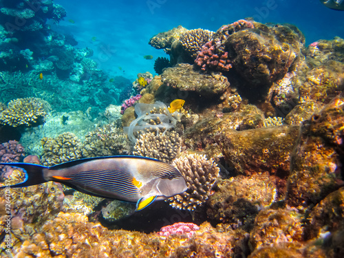 Fototapeta Naklejka Na Ścianę i Meble -  Beautiful fish in the coral reef of the Red Sea