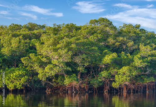 A dense forest of beautiful red mangroves at Cockroach Bay Aquatic Preserve along Tampa Bay in Hillsborough County, Florida, with a clear view of the aerial prop roots