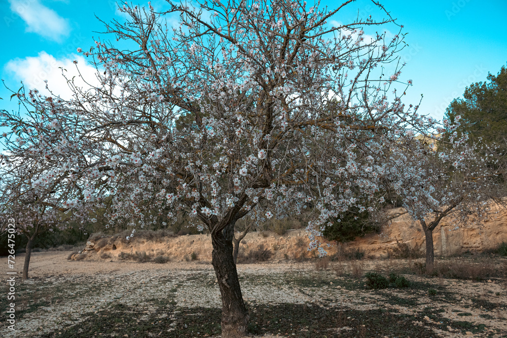 Almendros Almendros