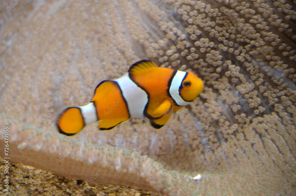 Obraz premium クマノミ