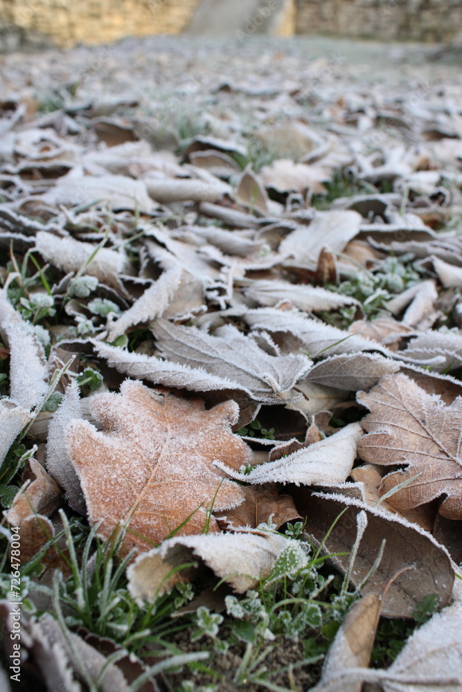 Fototapeta premium feuilles , hiver 