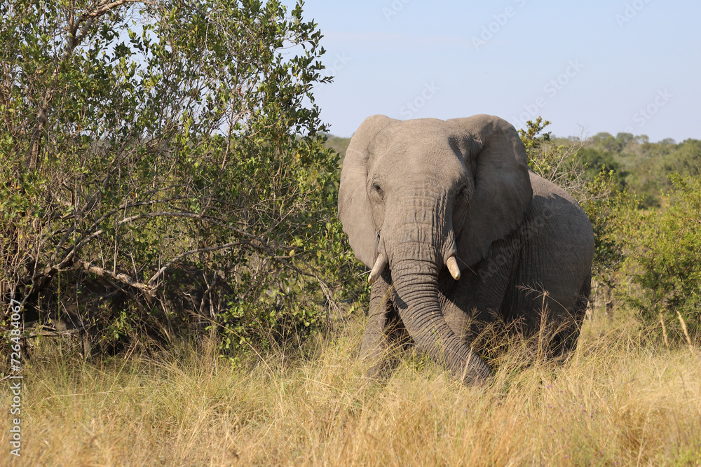 Afrikanischer Elefant / African elephant / Loxodonta africana Afrikanischer Elefant / African elephant / Loxodonta africana