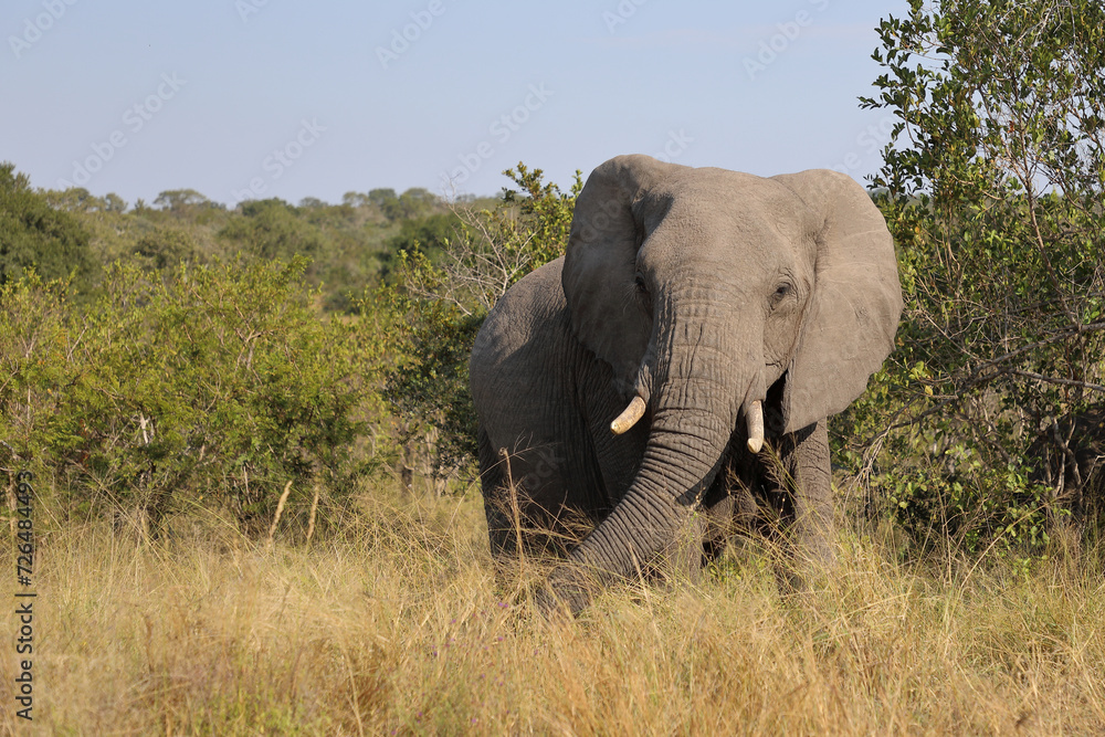 Afrikanischer Elefant / African elephant / Loxodonta africana Afrikanischer Elefant / African elephant / Loxodonta africana