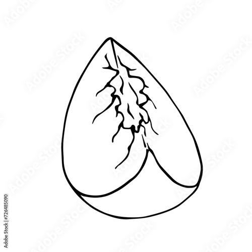 Linear sketch, contour of a slice, piece of peach, nectarine fruit. Vector graphics.