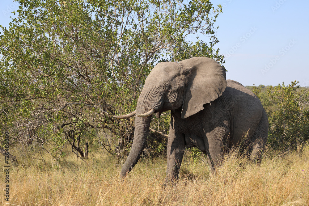 Afrikanischer Elefant / African elephant / Loxodonta africana Afrikanischer Elefant / African elephant / Loxodonta africana
