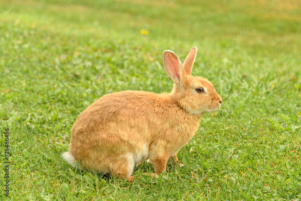 Peach rabbit in a wild on green lawn background Peach rabbit in a wild on green lawn background