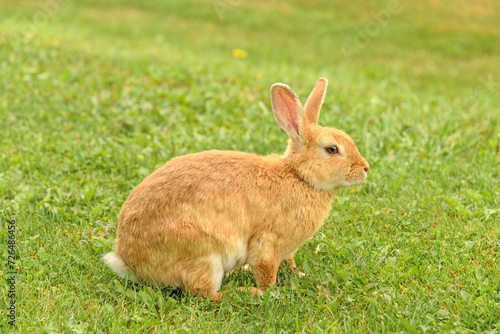 Peach rabbit in a wild on green lawn background