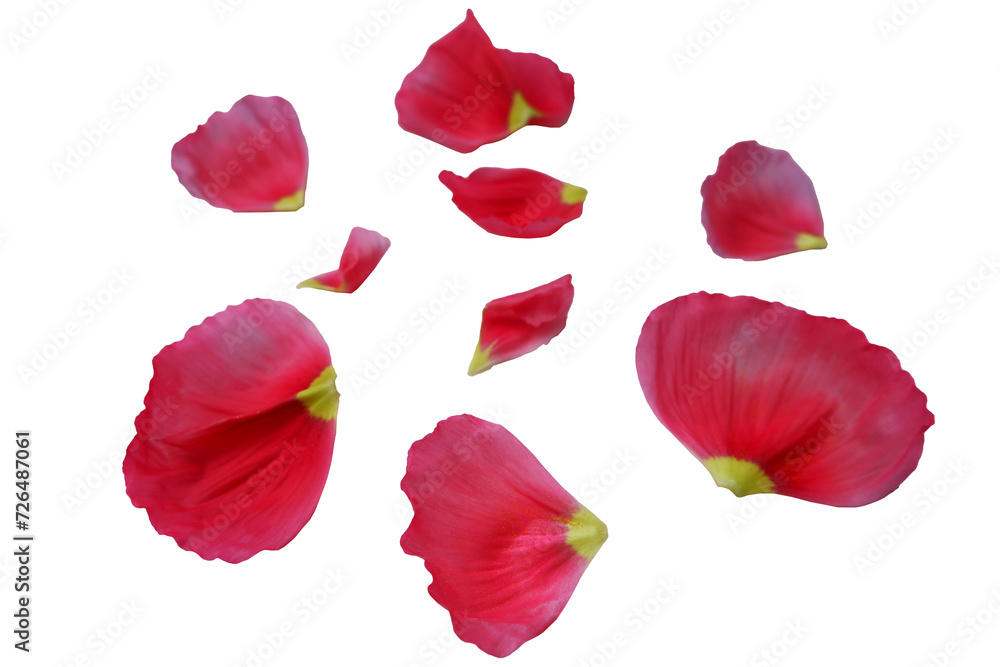 Set of colorful petals. Poppy flower petals collection. Petals of fed color flowers for design elements. Set of colorful petals. Poppy flower petals collection. Petals of fed color flowers for design elements.