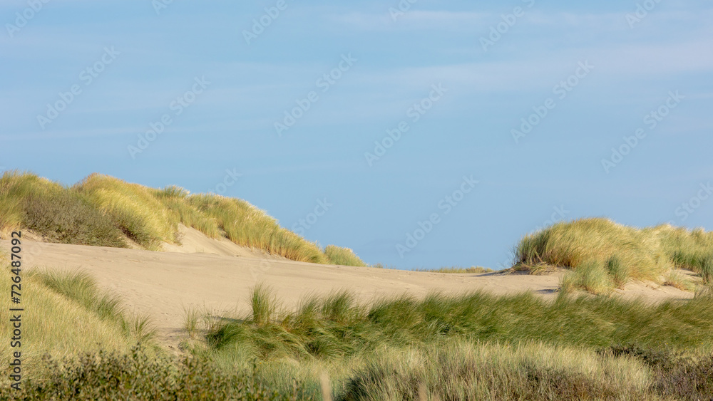 White sand beach at north sea coast, European marram grass (beach grass) on the dune, Ammophila arenaria is a species of grass in the family Poaceae, Dutch Wadden Sea island, Terschelling, Netherlands