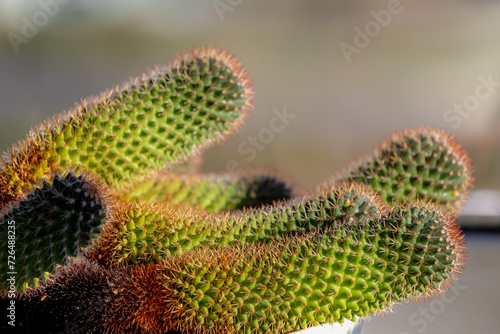 Selective focus of cactus in the pot, Home decoration with houseplant on the windowsill with soft sunlight, Mammillaria is one of the largest genera in the cactus family, Nature background. photo