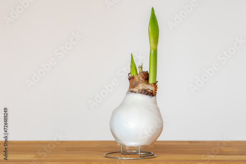Selective focus white waxed covered bulb or sprout of flower on the table, Amaryllis is the only genus in the subtribe Amaryllidaceae, It is a small genus of flowering bulbs, Natural floral background