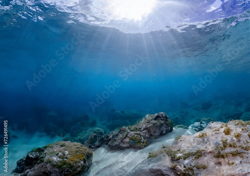 coral reef in the sea