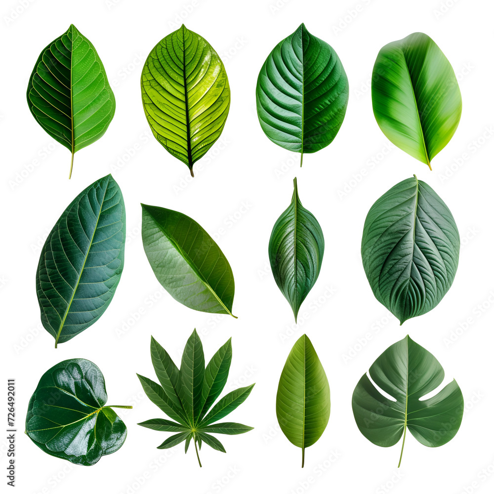 Set of Green Leaves Elements for a Tropical Spring, Isolated on Transparent Background, PNG Set of Green Leaves Elements for a Tropical Spring, Isolated on Transparent Background, PNG